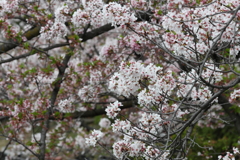 4月3日 夙川 １