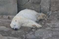 6月16日 王子動物園 20