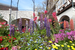 3月20日 布引ハーブ園 14
