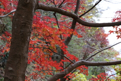 12月7日 布引ハーブ園 28