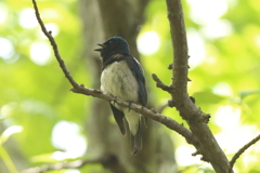 5月9日 明石公園 11