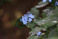6月13日 布引ハーブ園 12