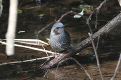 2月11日 明石公園 19