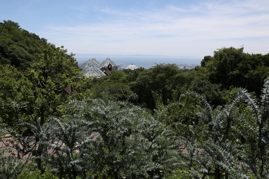 7月22日 布引ハーブ園 12