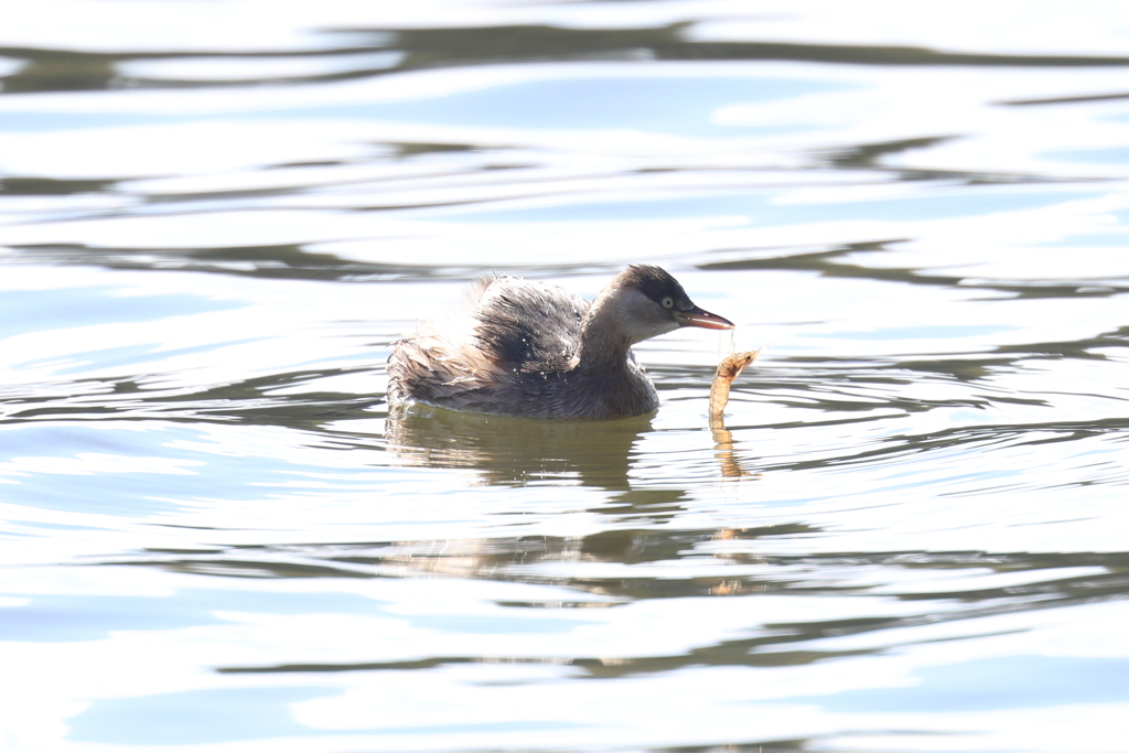 1月29日 明石公園 ７