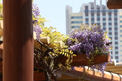 4月15日 USJ １