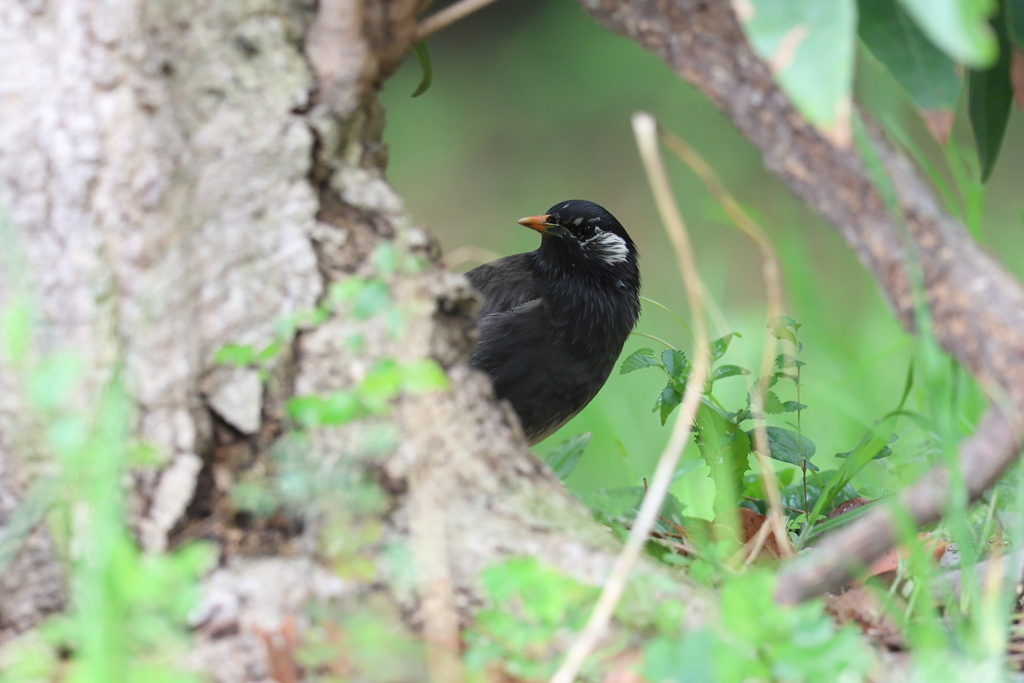 4月30日 明石公園 12