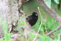 4月30日 明石公園 12