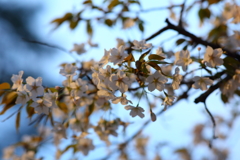 4月7日 夙川 15