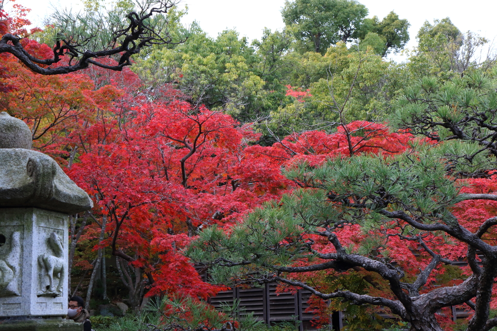 11月21日 相楽園 14