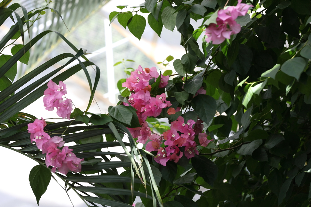 9月21日 布引ハーブ園 24