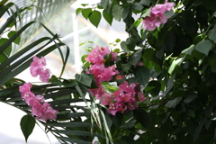 9月21日 布引ハーブ園 24