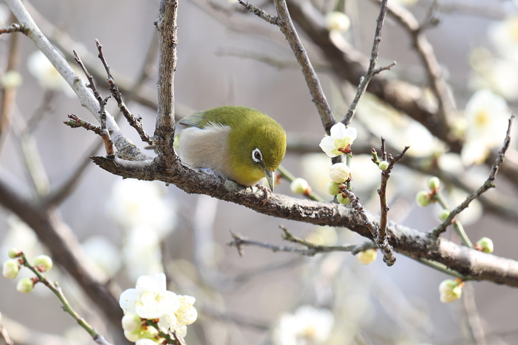 2月20日 須磨離宮公園 12
