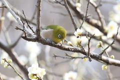 2月20日 須磨離宮公園 12