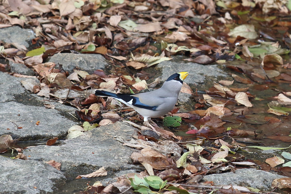 1月2日 夙川河川敷公園 ６