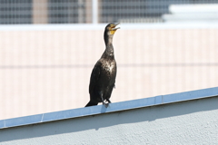 8月6日 夙川河川敷緑地 １