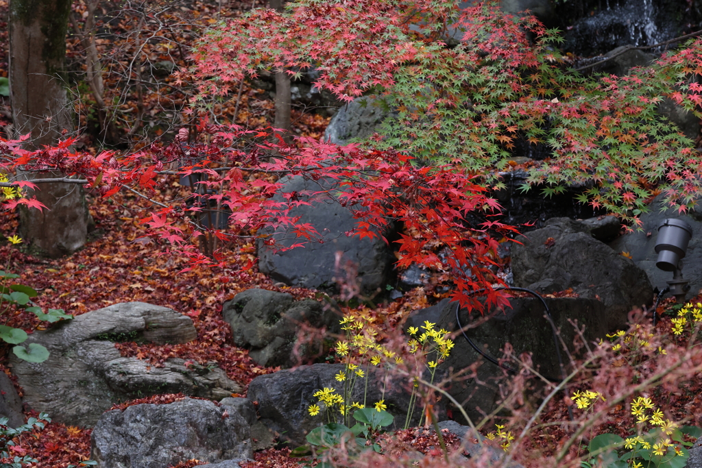 11月23日 京都 19