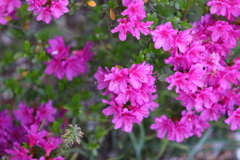 4月10日 散歩 19