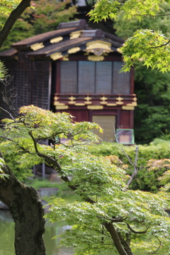 6月17日の相楽園 ２