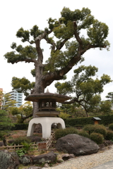 3月6日 相楽園 ２