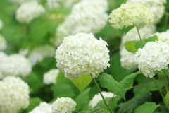6月9日 大阪城公園 11