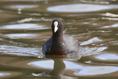 12月17日 明石公園 ９