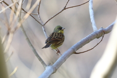 1月3日 明石公園 10