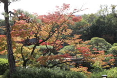 11月11日 相楽園 6 11月11日 相楽園 6