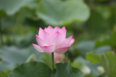 8月11日 松本 24
