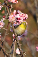 2月20日 須磨離宮公園 46