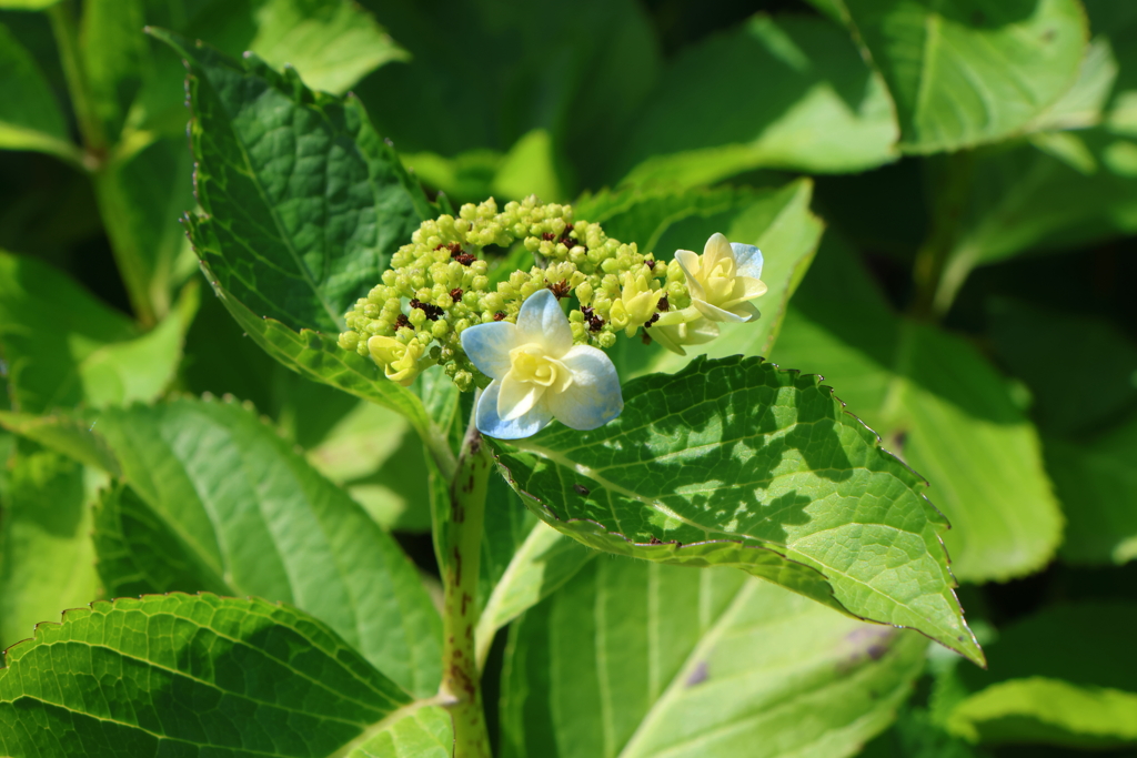 5月21日 明石公園 １