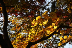 12月6日 須磨離宮公園 28
