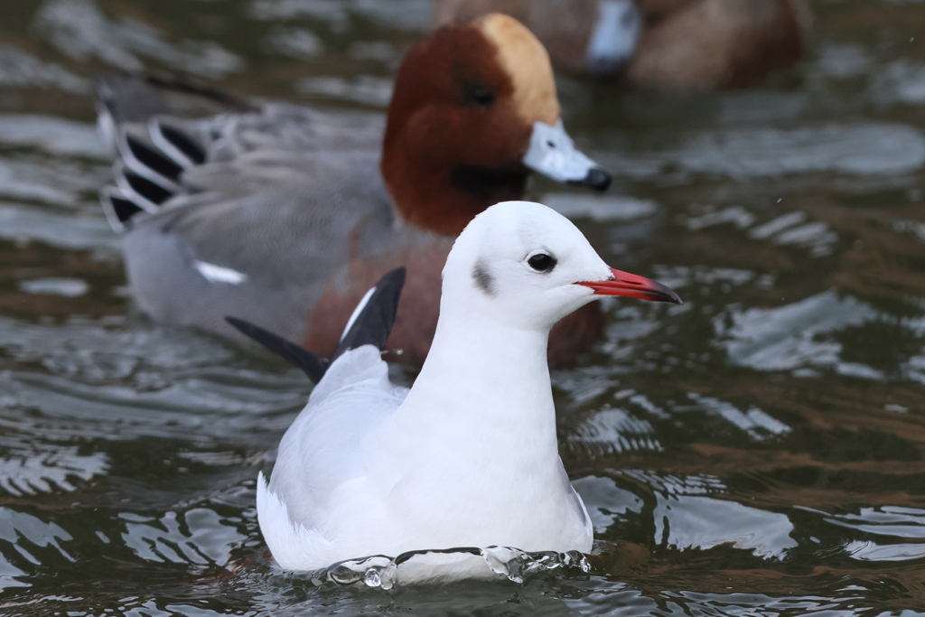 1月7日 明石公園 12