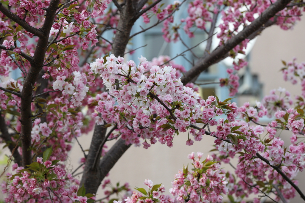 4月3日 岡本南公園 ２