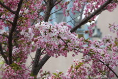 4月3日 岡本南公園 ２