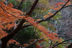 12月7日 布引の滝 15