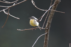 12月26日 明石公園 ３