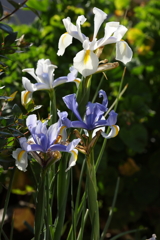4月10日 散歩 18