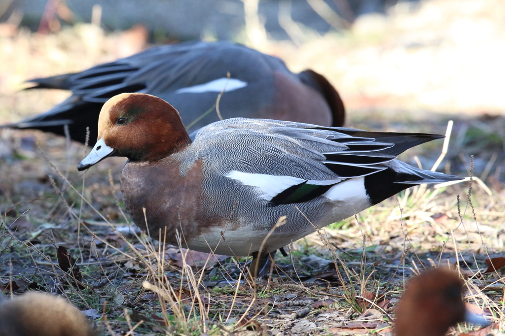 12月25日 明石公園 ５