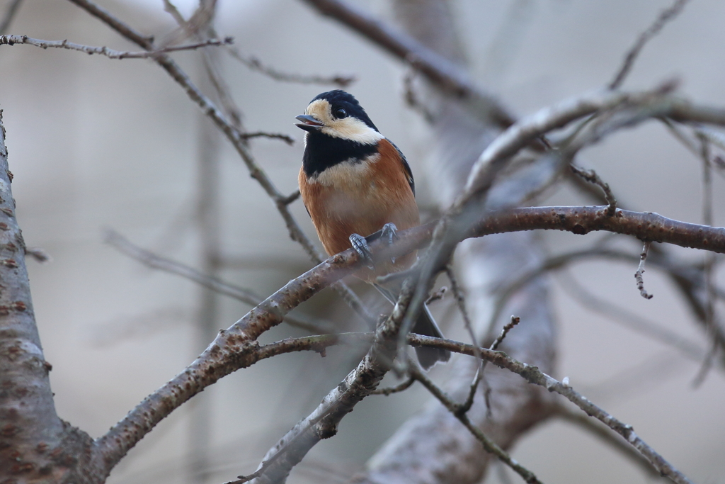 12月31日 明石公園 10