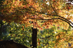 11月16日 相楽園