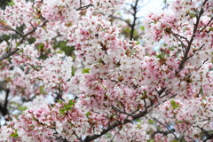 4月3日 夙川 15