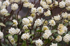 3月20日 布引ハーブ園 65