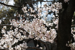 4月2日 夙川 16