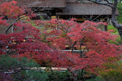 11月28日 相楽園 16