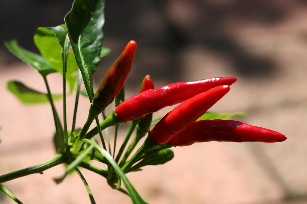 9月21日 布引ハーブ園 19