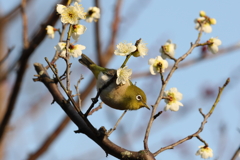 2月20日 須磨離宮公園 49
