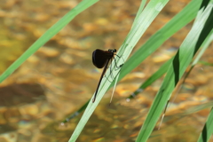 7月7日 夙川河川敷緑地 ７