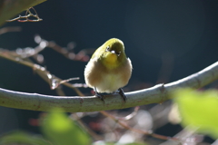 1月10日 明石公園 10