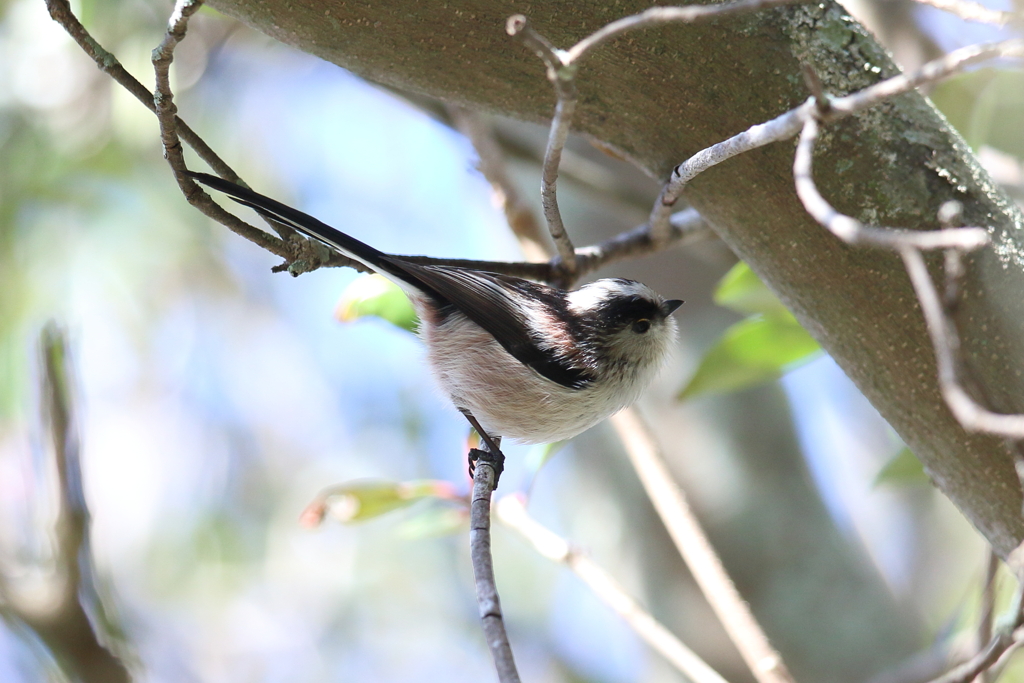 12月25日 明石公園 ８